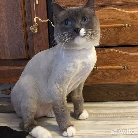 Груминг. Стрижка кошек