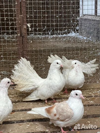 Продажа голубей