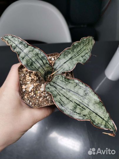 Сансевиерия Асахи, Фишери