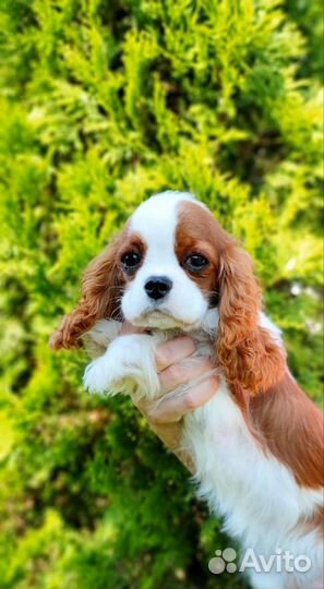 Супер мини девочка,кавалерочка