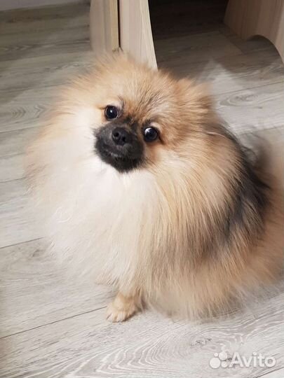 Мини шпиц вязка