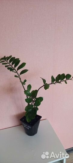 Замиокулькас