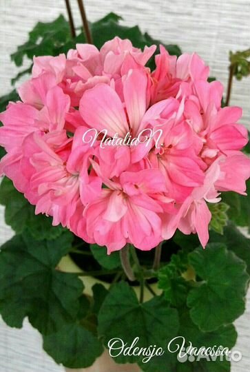 Пеларгония