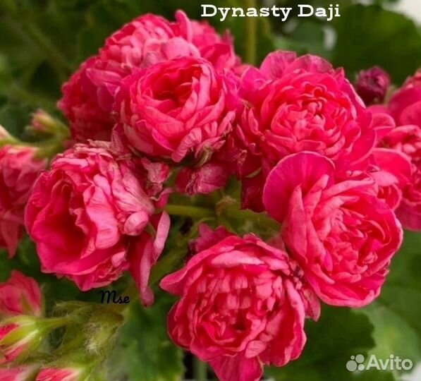 Пеларгонии