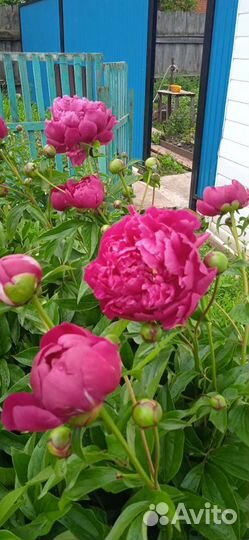 Пион ранний бордовый