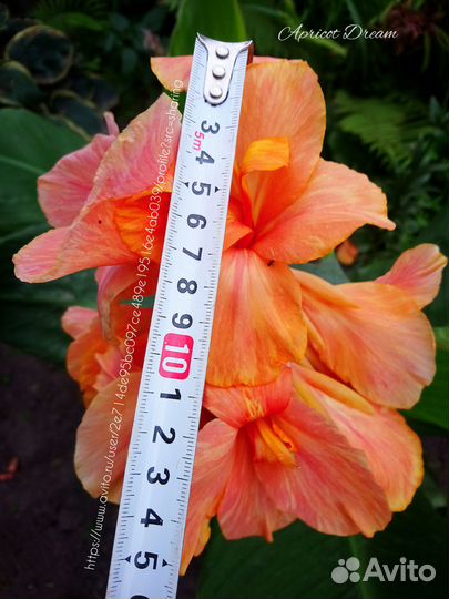 Канны 8 сортов