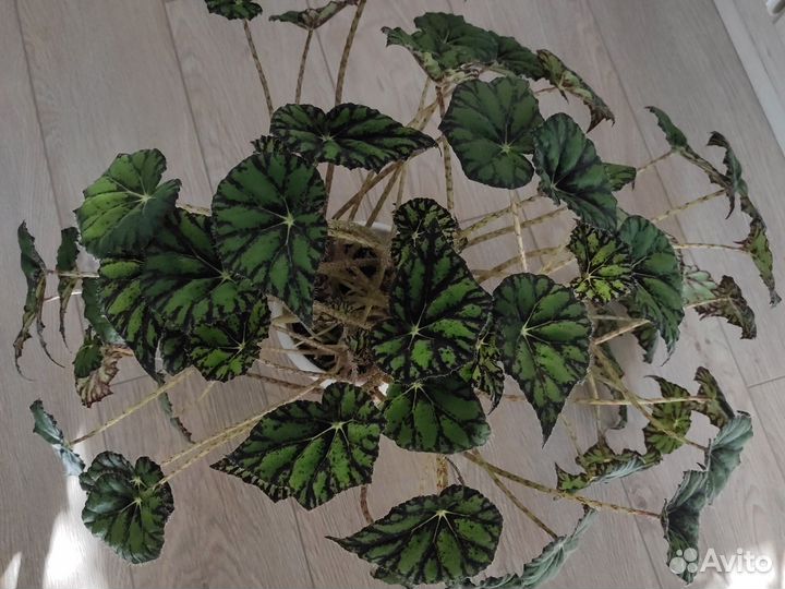 Бегония тигровая