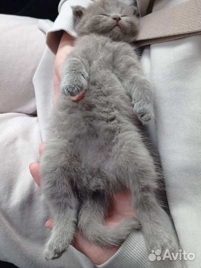 Британский котик ищет невесту (вязка)