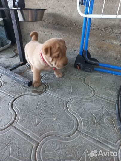 Щенки шарпей