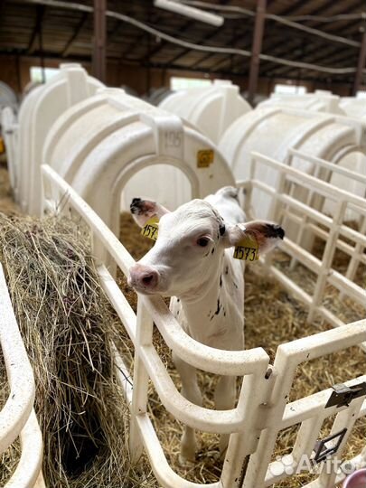 Бычки и телята