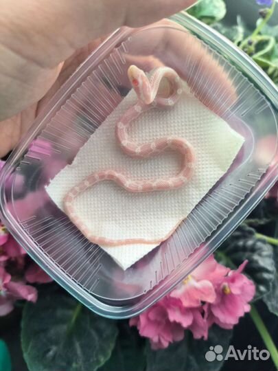 Маисовый полоз