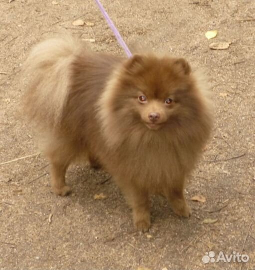 Предлагаются кобели для вязки