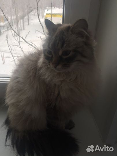 Отдам в добрые руки