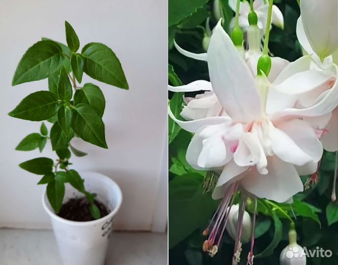 Комнатные цветы