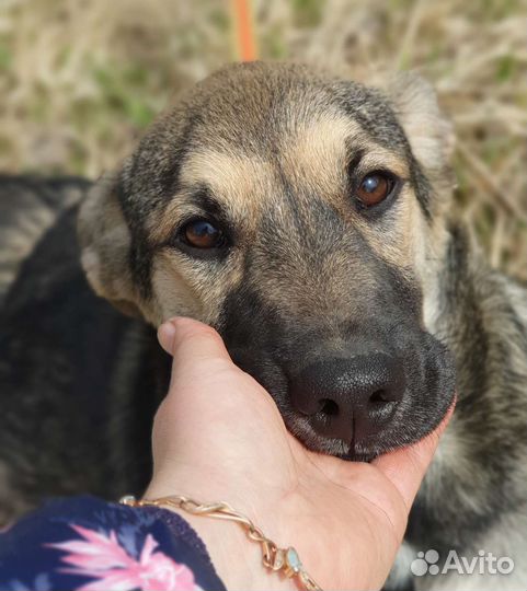 Щенок метис овчарка