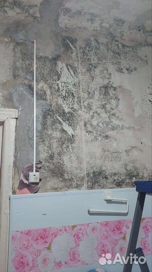 Уничтожение тараканов, клопов, муравьев. Короеда