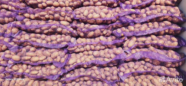 Картофель оптом