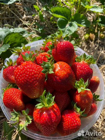 Рассада клубники Альба, Черный Принц