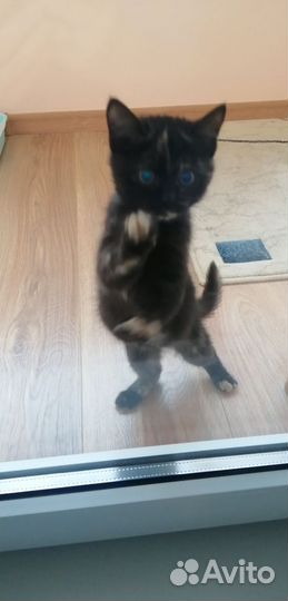 Котенок в дар бесплатно