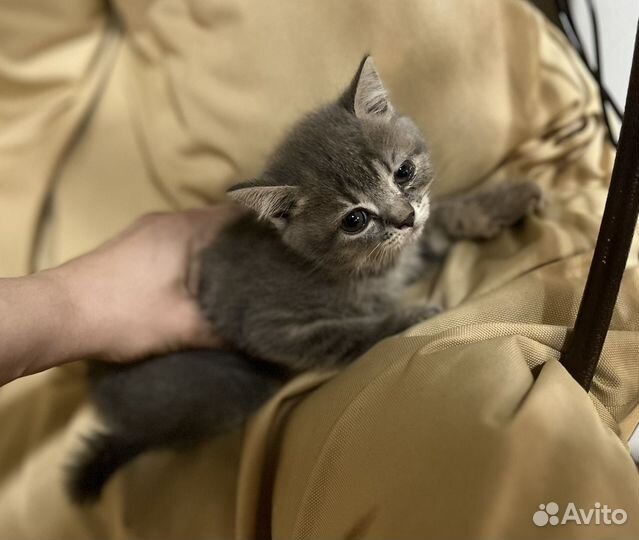 Продам котят британцев
