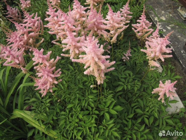 Большие кусты астильбы