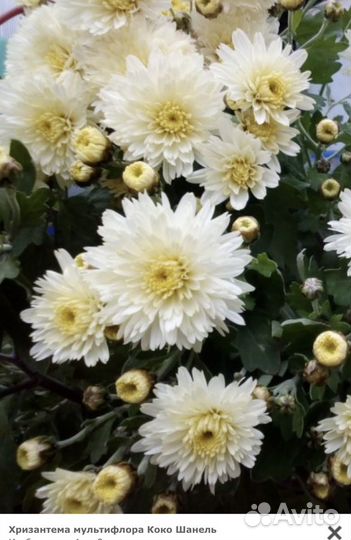 Хризантемы мультифлора