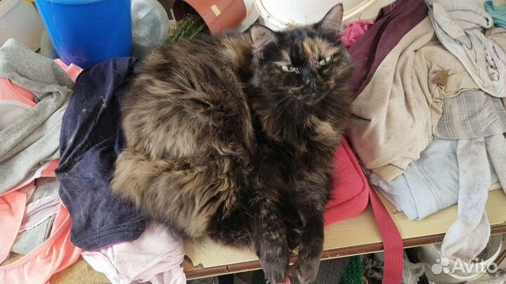 Кошек в дар