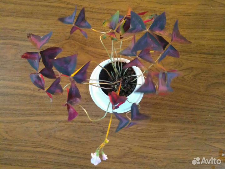 Комнатные цветы кислица