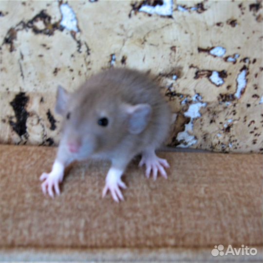Крысы, крысята - дамбо, клетки, гамак в подарок