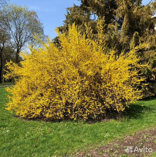 Жимолость каприфоль, форзиция