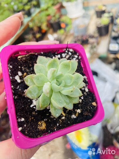 Суккуленты