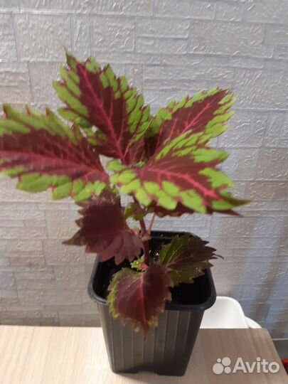 Колеусы вегетативные