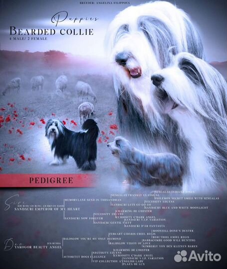 Бородатый колли