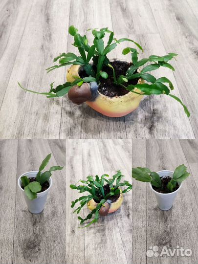 Сансевиерия Тёщин язык /Декабрист/ Фиалки/ Рео