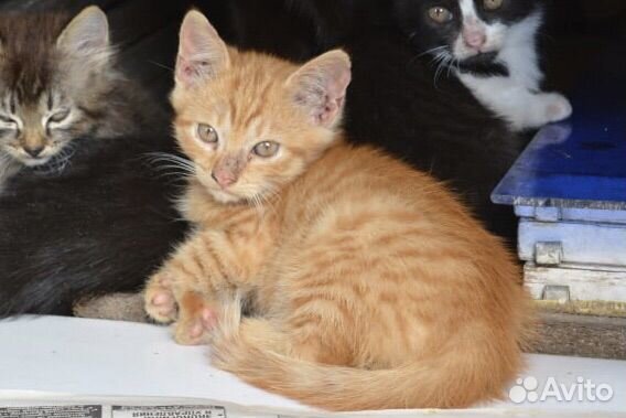 Рыжий полосатый котенок в добрые руки