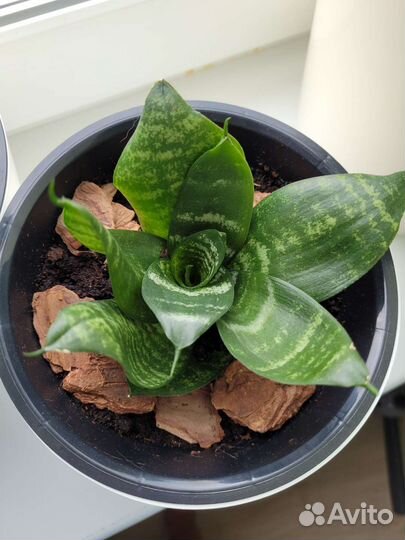 Сансевиерия ханни 