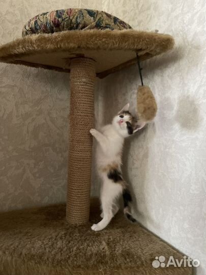 Кошка бесплатно