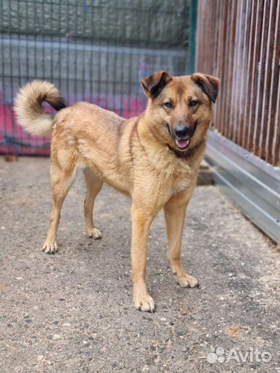 Спокойная и милая Кози в поисках дома