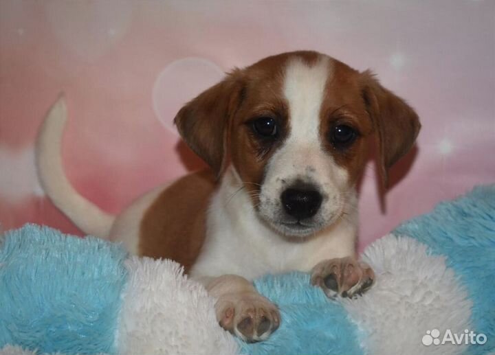 Джек Рассел терьер