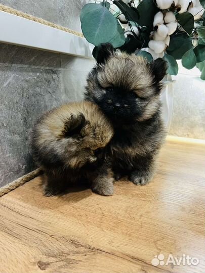 Щенки шпица