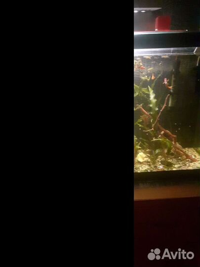 Аквариум с рыбками