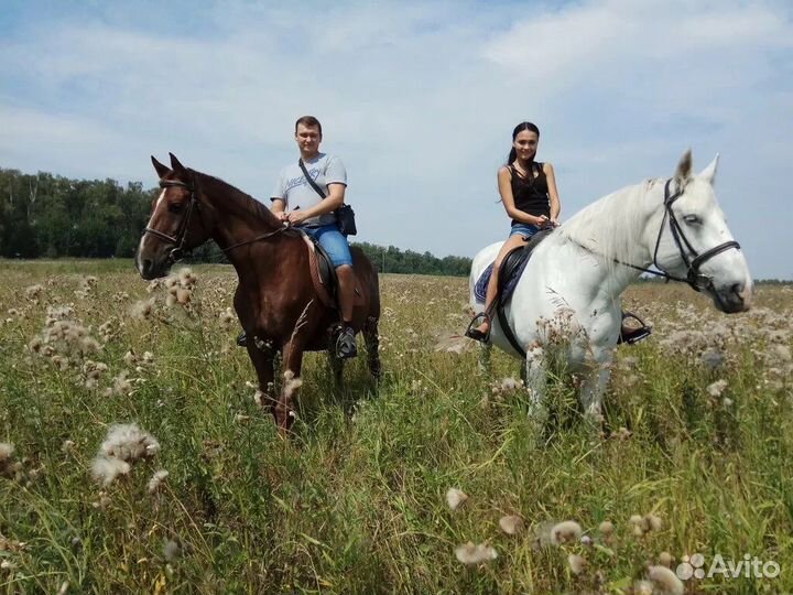 Конные прогулки