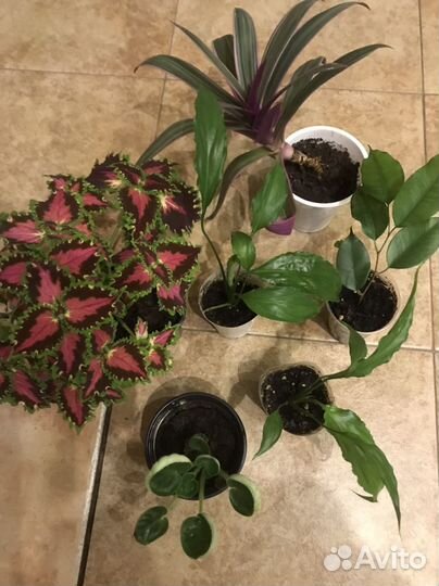 Традесканция нанук, рео, каллизия