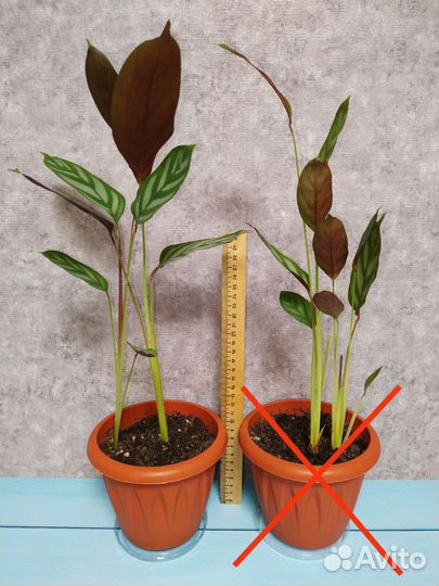 Ктенанта - Оппенгейма