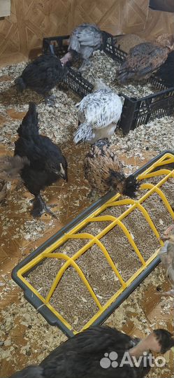 Куры цыплята