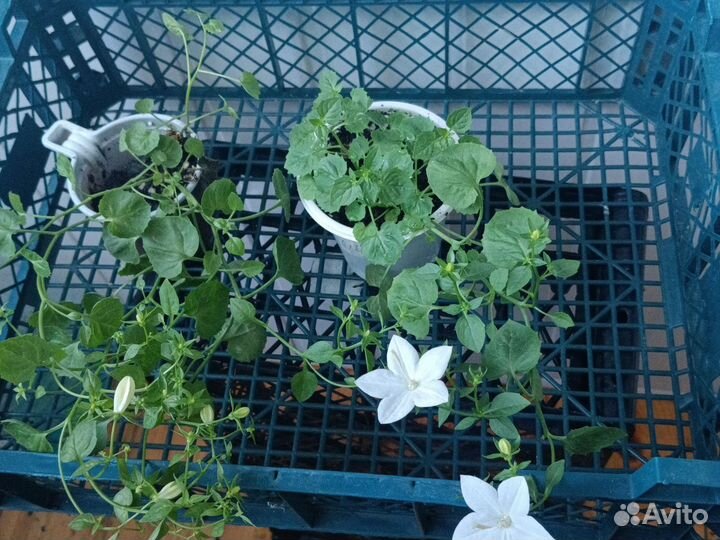 Невеста проста Альба