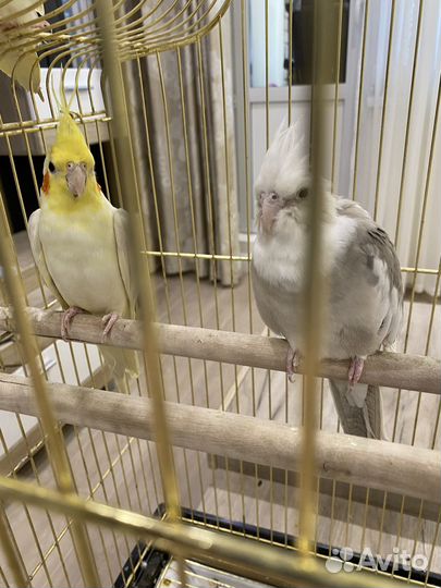 Попугай карелла