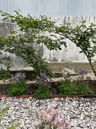 Аквилегия карлик