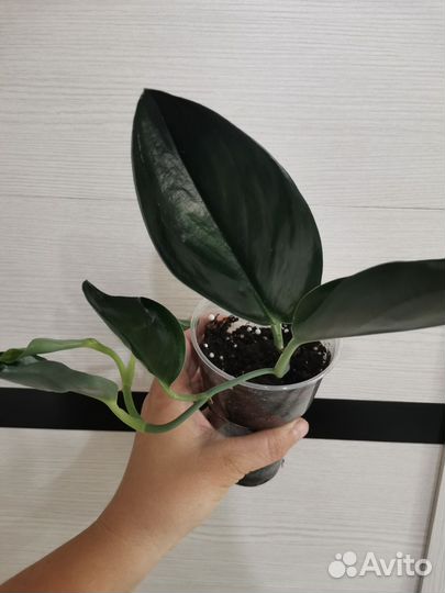 Сциндапсус Treubii Dark Form