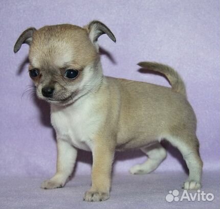 Чихуахуа девочка супер мини